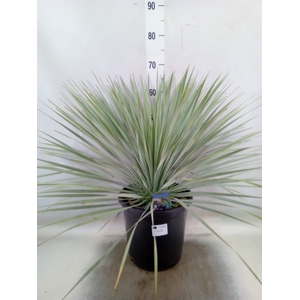 Yucca rostrata