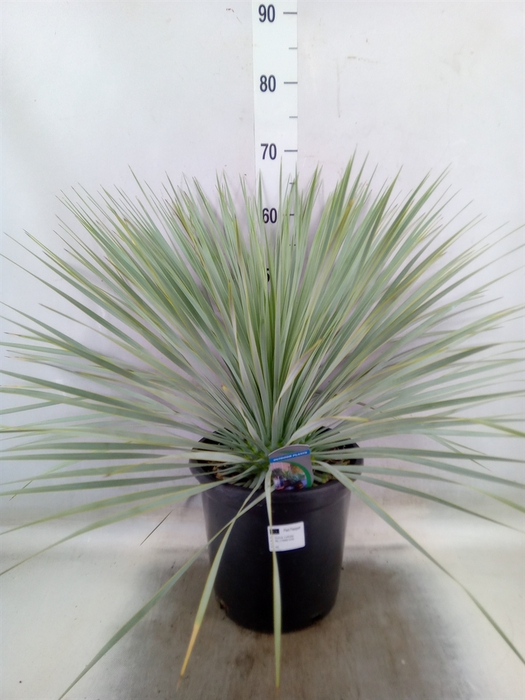 <h4>Yucca rostrata</h4>