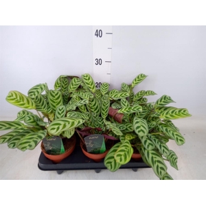 Ctenanthe burle-marxii