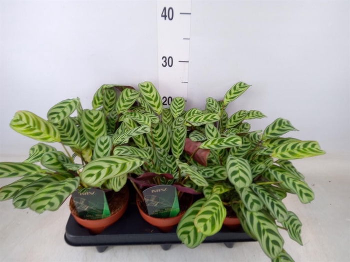 <h4>Ctenanthe burle-marxii</h4>