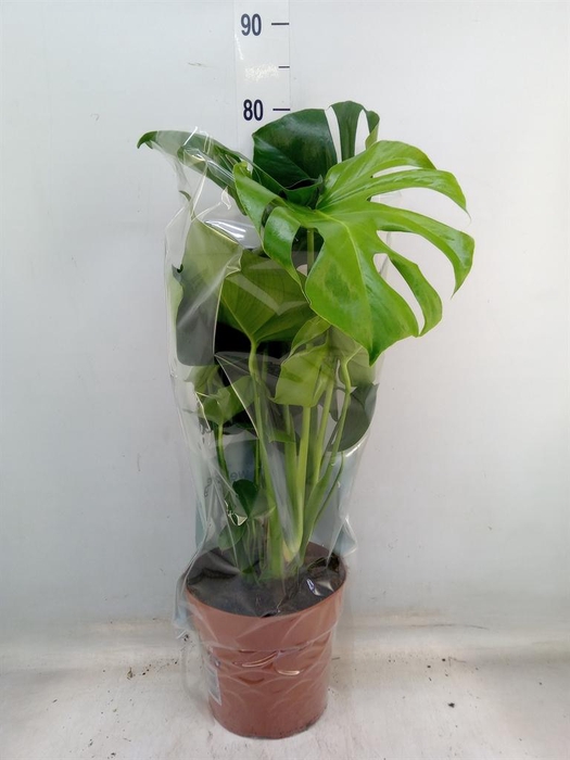 <h4>Monstera delic.</h4>
