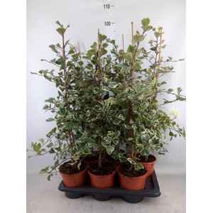 Ficus triangularis 'Sweetheart'