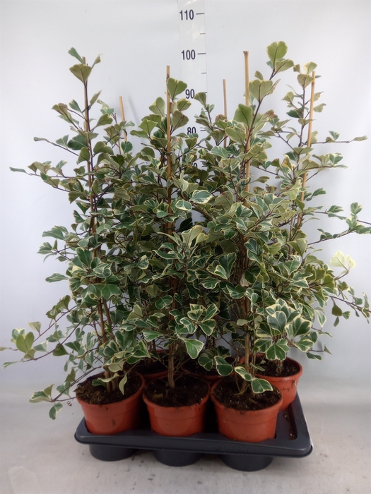 <h4>Ficus triangularis 'Sweetheart'</h4>