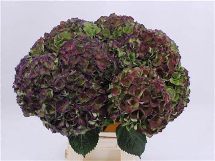 <h4>Hydr M Mag Opal Cl</h4>