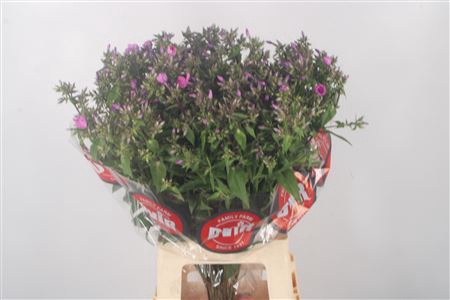 <h4>Phlox P Mika</h4>