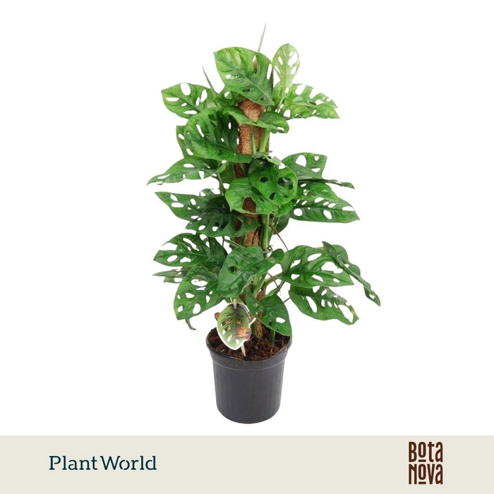 <h4>Monstera obliqua 'Monkey Leaf' Mosstok</h4>