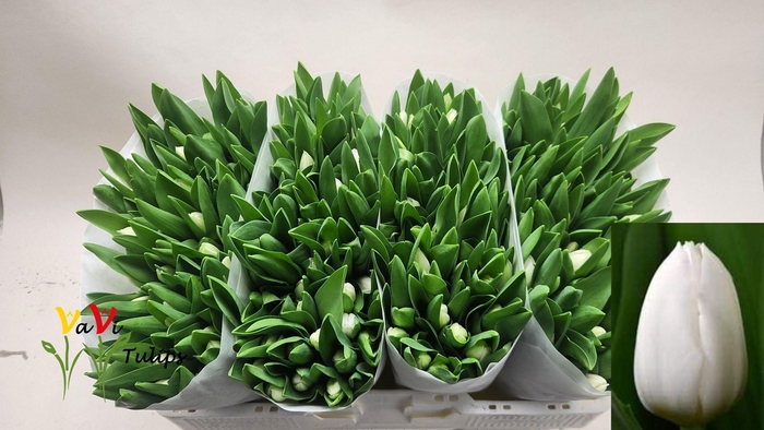 <h4>TU EN ROYAL VIRGIN</h4>