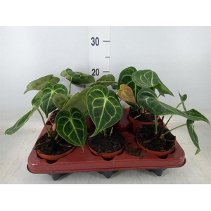 Anthurium clarinervium