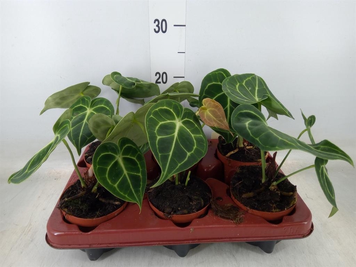 <h4>Anthurium clarinervium</h4>