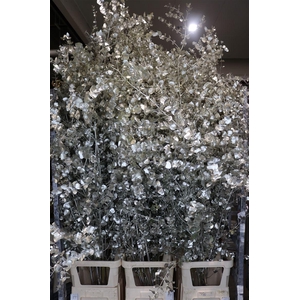 Euca Cinerea Klbh Platinum 200cm