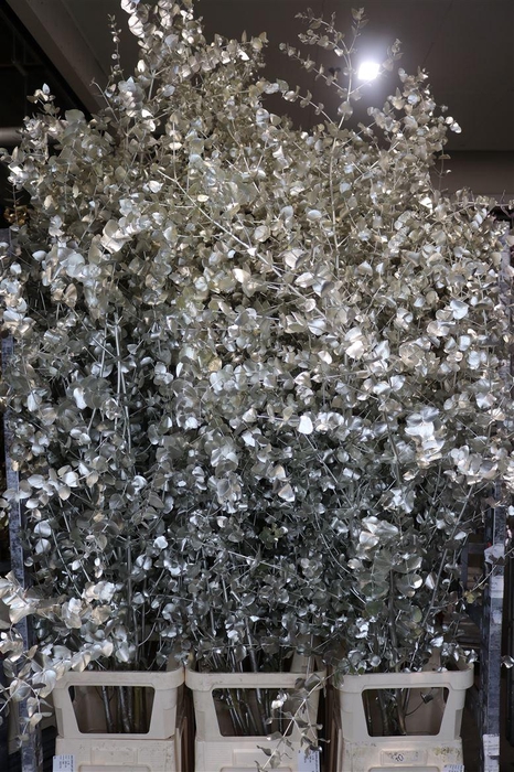 <h4>Euca Cinerea Klbh Platinum 200cm</h4>