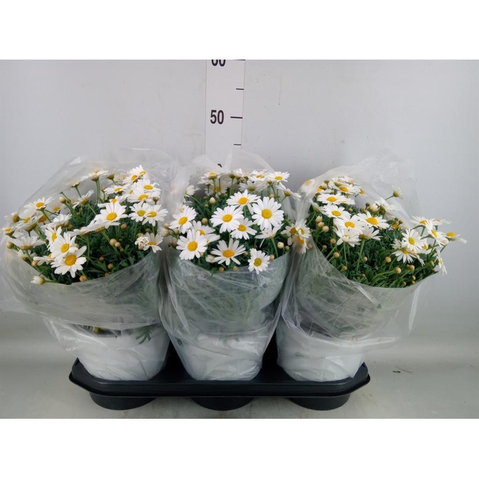 <h4>Argyranthemum   ...</h4>