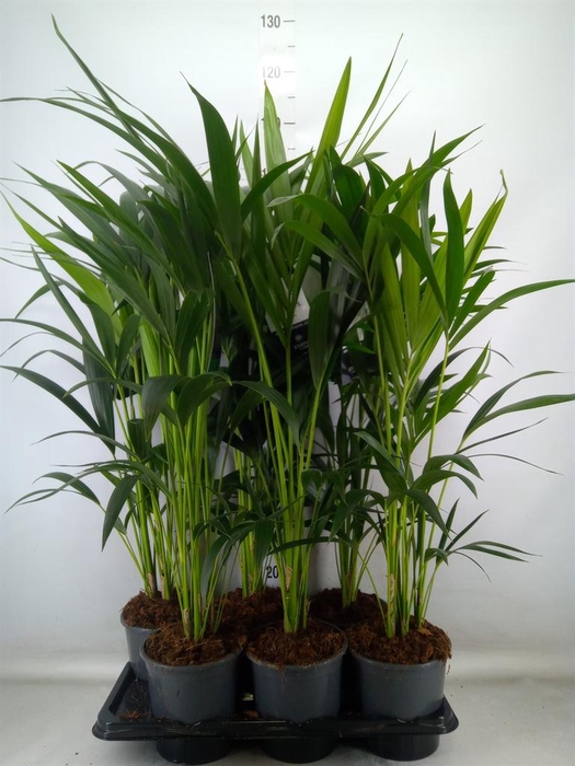 <h4>Howea forsteriana</h4>