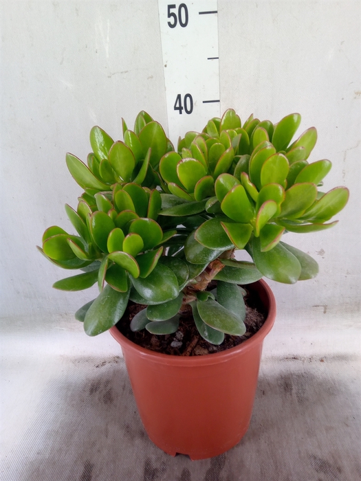 <h4>Crassula ovata</h4>