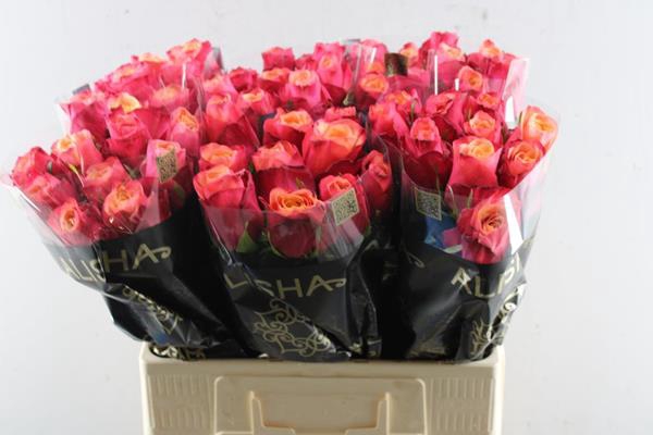 <h4>R Gr Bogart-bb L 60</h4>