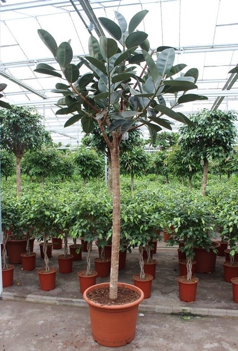 <h4>Ficus Burgundy</h4>