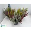 CALLU BL GEM PT 3KL