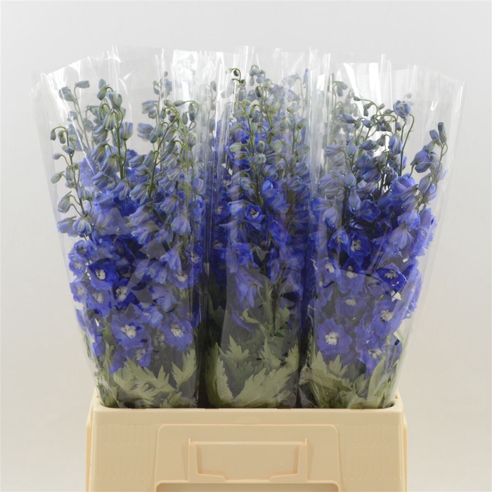 <h4>Delphinium Navy Blue</h4>