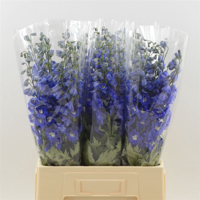 <h4>Delphinium Navy Blue</h4>