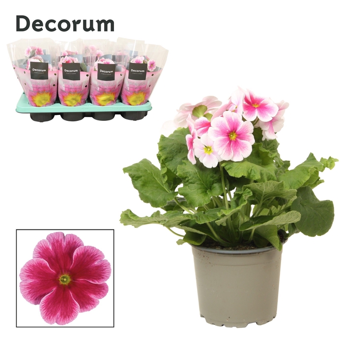 <h4>Primula 'Touch Me' Red-White | Decorum</h4>