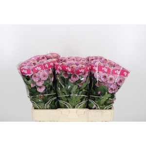 Chr San Aaa Doria Pi