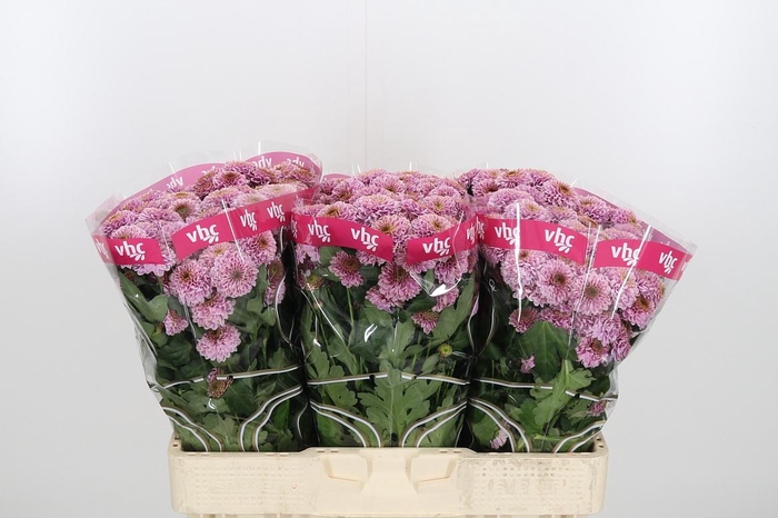 <h4>Chr San Aaa Doria Pi</h4>