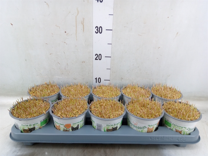 <h4>Hordeum sp.   ...kattegras zaai</h4>