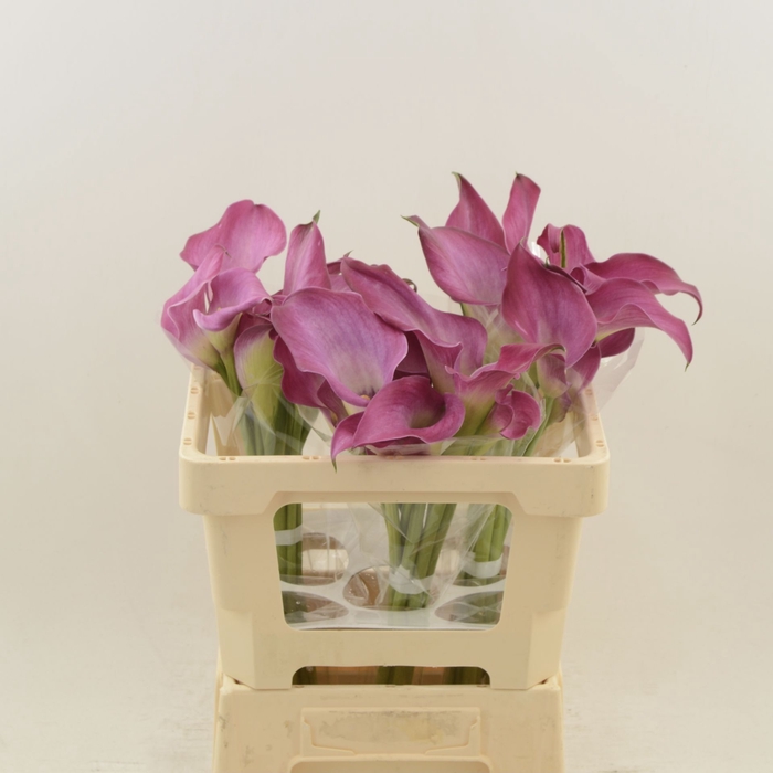 <h4>Calla Fantasia | Heavy Quality</h4>