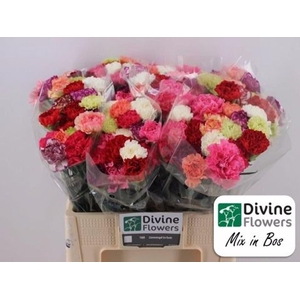 Dianthus ST   ...mix in bos