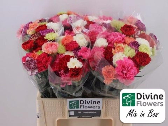 <h4>Dianthus ST   ...mix in bos</h4>