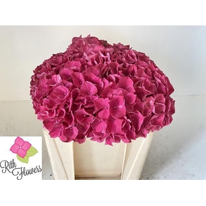HYDR M MAG PINK RUBY