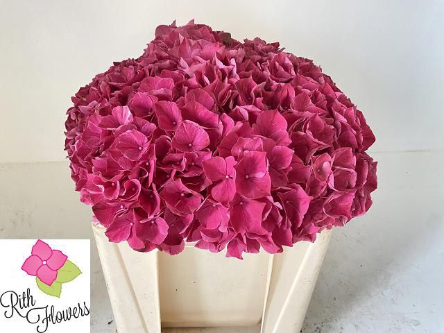 <h4>HYDR M MAG PINK RUBY</h4>