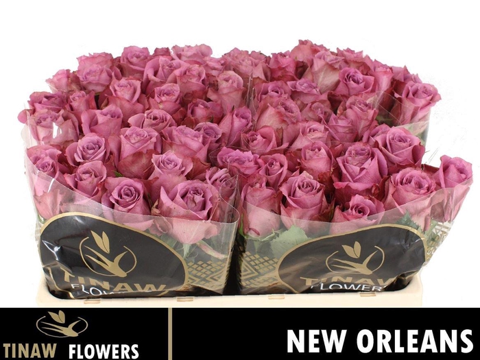 R Gr New Orleans