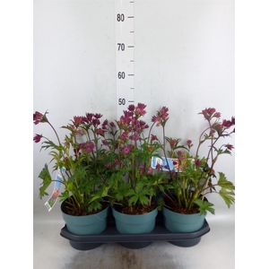 Astrantia major