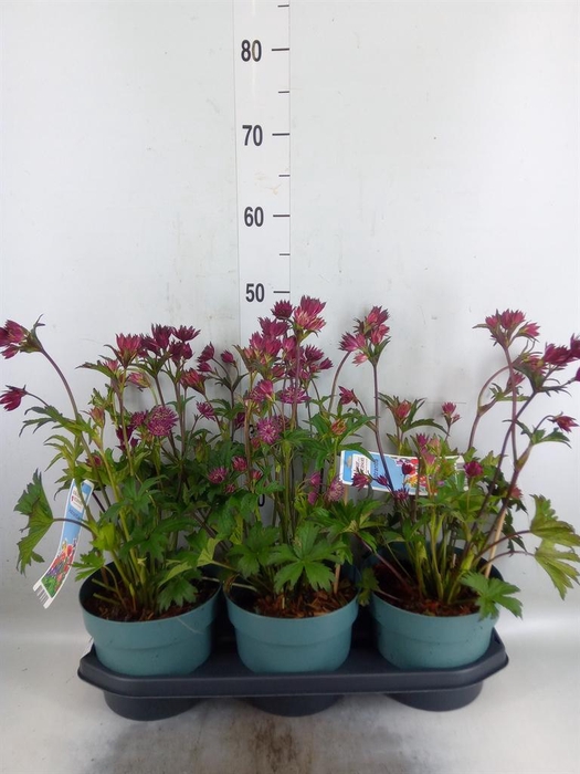 <h4>Astrantia major</h4>