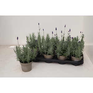 !! PROMO !! LAVAN AN ARDECHE BLUE P12