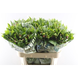 Alstr Noa (tros Cerise)