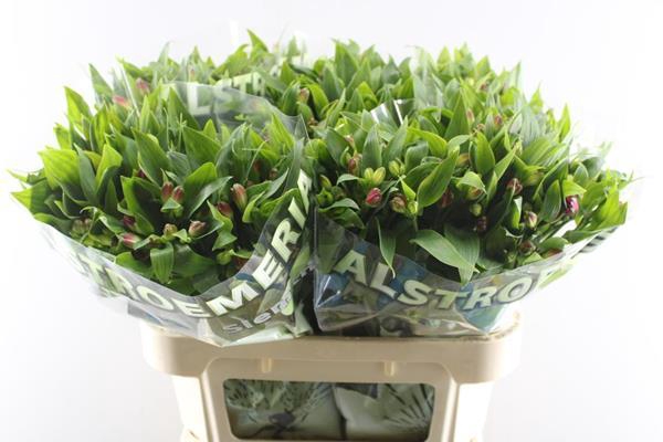 <h4>Alstr Noa (tros Cerise)</h4>