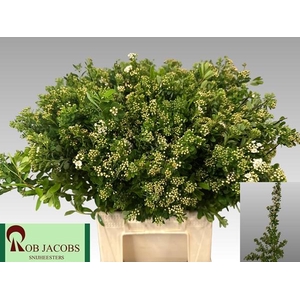 SPIRAEA NIP SNOWMOUN