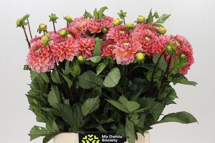 <h4>Dahlia Mandarin Baby</h4>