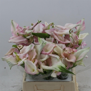 Calla Sweet Art | Heavy Quality