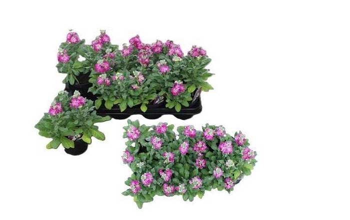 <h4>MATT CINDER RED</h4>