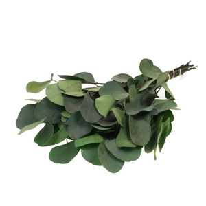Eucalyptus Populus Preserved Moss Green