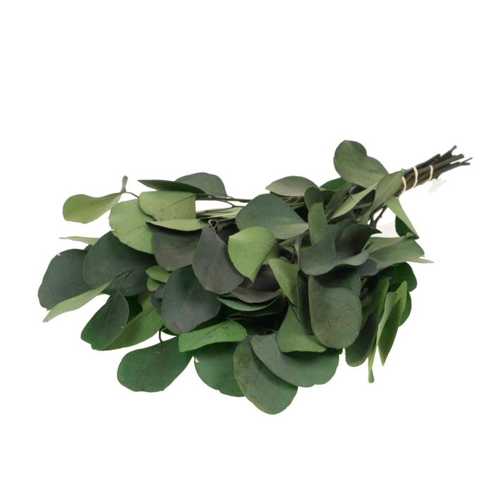 <h4>Eucalyptus Populus Preserved Moss Green</h4>