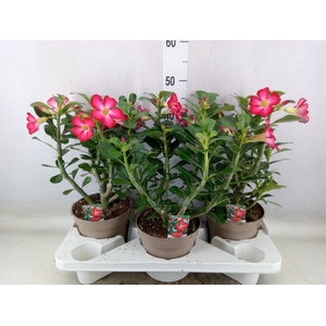 Adenium obesum 'Anouk'