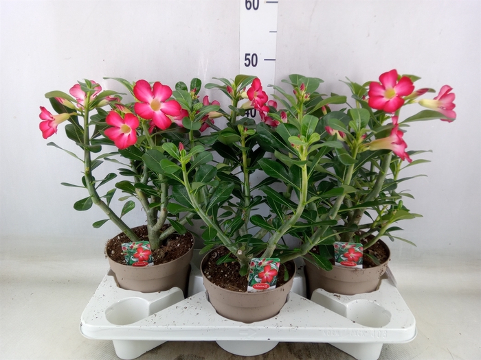 <h4>Adenium obesum 'Anouk'</h4>