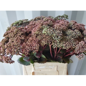 SEDUM MATRONA
