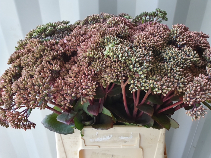 <h4>SEDUM MATRONA</h4>
