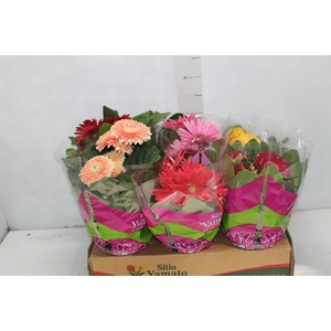 GERBERA P14 MIN 5 FLS