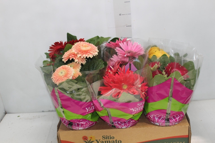 <h4>GERBERA P14 MIN 5 FLS</h4>